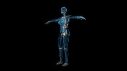 Human female body kidney 3d hologram. 3D illustration