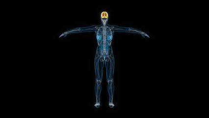 Human female body brain 3d hologram back view. 3D illustration