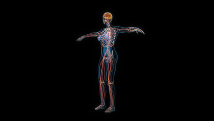 Fototapeta na wymiar Human female body nervous system 3d hologram. 3D illustration