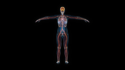 Human female body nervous system 3d hologram back view. 3D illustration