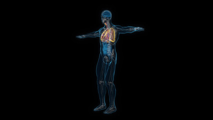 Obraz premium Human male body lung 3d hologram. 3D illustration