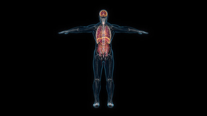 Obraz premium Human male body organs 3d hologram back view. 3D illustration