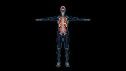 Fototapeta na wymiar Human male body organs 3d hologram front view. 3D illustration