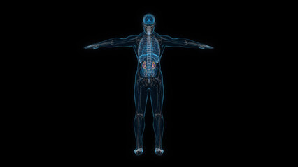 Human male body kidney 3d hologram back view. 3D illustration