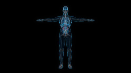 Human male body kidney 3d hologram front view. 3D illustration