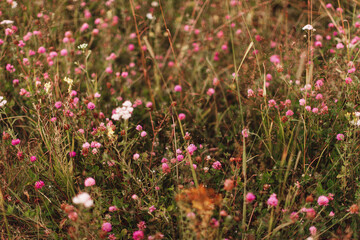 field of pink flowers - 515631366
