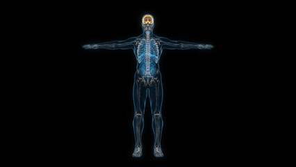 Human male body brain 3d hologram front view. 3D illustration