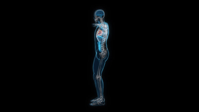 Human male body heart 3d hologram side view. 3D illustration