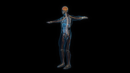 Fototapeta na wymiar Human male body nervous system 3d hologram. 3D illustration