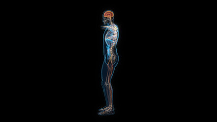 Fototapeta na wymiar Human male body nervous system 3d hologram side view. 3D illustration