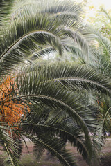Green Palm tree leaves - 515631520