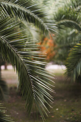 Green Palm tree leaves