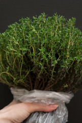 Female hand holding seedlings basil close up on a dark background. Season of growing seedlings and planting plants in ground. Gardening and botany concept. Green living and eco-friendly products