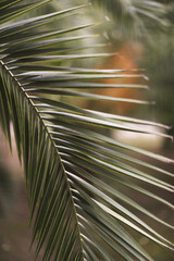Green Palm tree leaves - 515631539