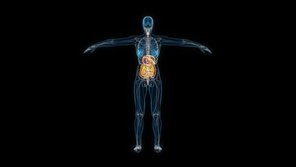 Human female body digestive system 3d hologram back view. 3D illustration