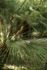 Green Palm tree leaves - 515631570