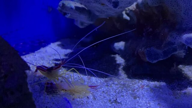 A shrimp eats a shrimp. Cannibalism at sea. The shrimp eats the shrimp. An act of cannibalism in the animal world.