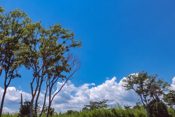 滋賀県守山市　夏の地球市民の森