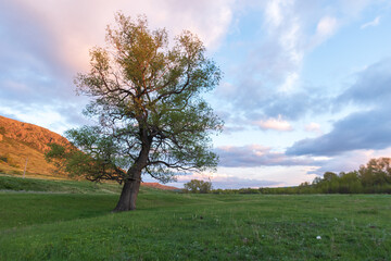 Fototapeta na wymiar The setting bright sun illuminates the green tree and the hill. A lonely tree against the background of bright clouds. Summer evening landscape with a tree