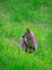 kangaroo (macropus rufogriseus) isolated on white background