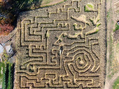 Corn Maze Overhead Drone Shot