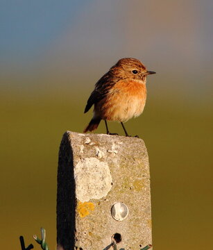 European Stonechat