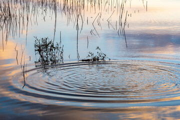 Circles on lake water surface. Golden orange pink beige colors of sunset and blue grey sky reflections. Dark silhouettes of grass and shrubs. Beautiful natural pattern, warm evening tones and texture.