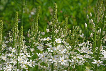 Beautiful white Ornithogalum flowers close up in a garden on a sunny day