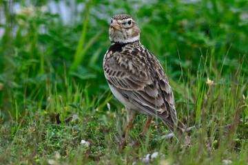 Kalanderlerche // Calandra Lark (Melanocorypha calandra) - Griechenland // Greece 