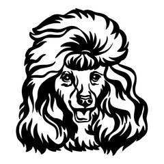 Poodle head dog vector black contour portrait