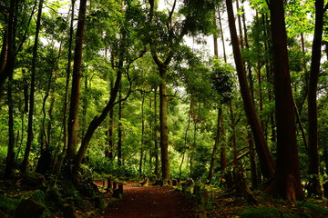 Forest pathway in Grena park, Furnas, Sao Miguel, Azores islands, Portugal