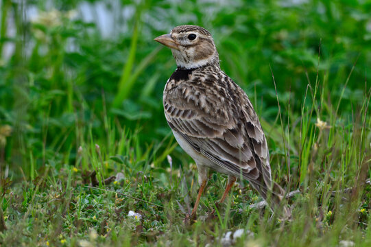 Calandra Lark // Kalanderlerche (Melanocorypha calandra) - Greece // Griechenland