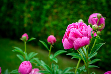 Pink peony blossoms after summer rain