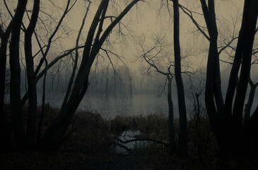 Dark tree silhouettes by the lake in the fog 