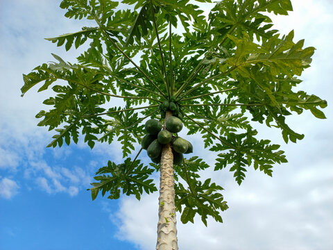 A papaya tree with its unripe fruits that hang on the branch.