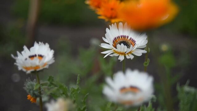 Fabulously beautiful white and red aster flowers in the wind