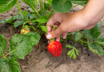 A young girl picks ripe strawberries from a bush.