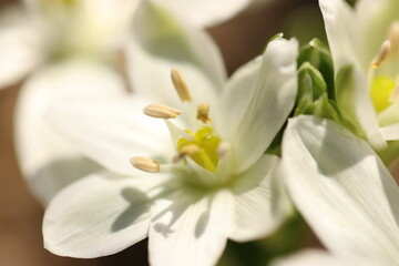 Mountain white flower "Ornithogalum" flower head closeup macro photograph.	