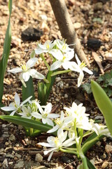 Mountain white flower 