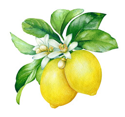 Watercolor illustration of the blooming lemon tree branch with fruits