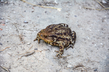 Common toad (Bufo bufo) closeup .