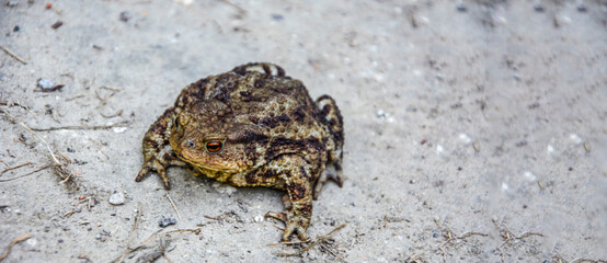 Common toad (Bufo bufo) closeup .