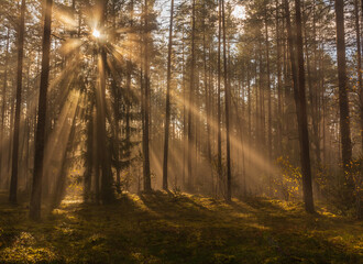 Fototapeta na wymiar Early morning light in the forest.