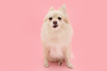Portrait funny pomeranian dog with cool expression face. Isolated on pink pastel background