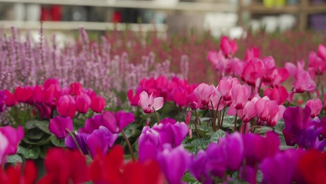 flower display in a nursery, there are cyclamens in the foreground and heather flowers in the background. The flowers are red, purple, rose and magenta.