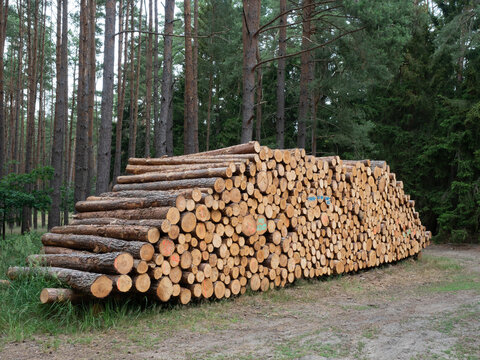 Holzeinschlag von Kiefernholz - Holzst&auml;mme - Holzpreise - Holzkauf