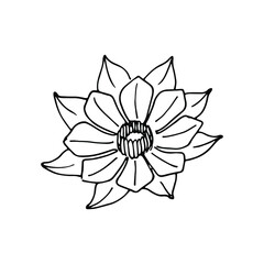 Chrysanthemum flower. Vector botanical illustration.
