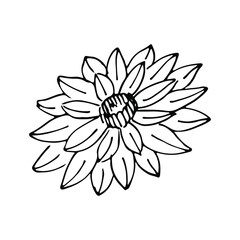 Chrysanthemum flower. Vector botanical illustration.