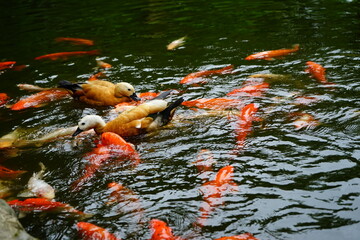 Ducks and carp in the pond
