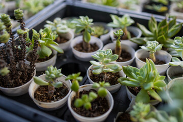 Lots of potted succulent plants